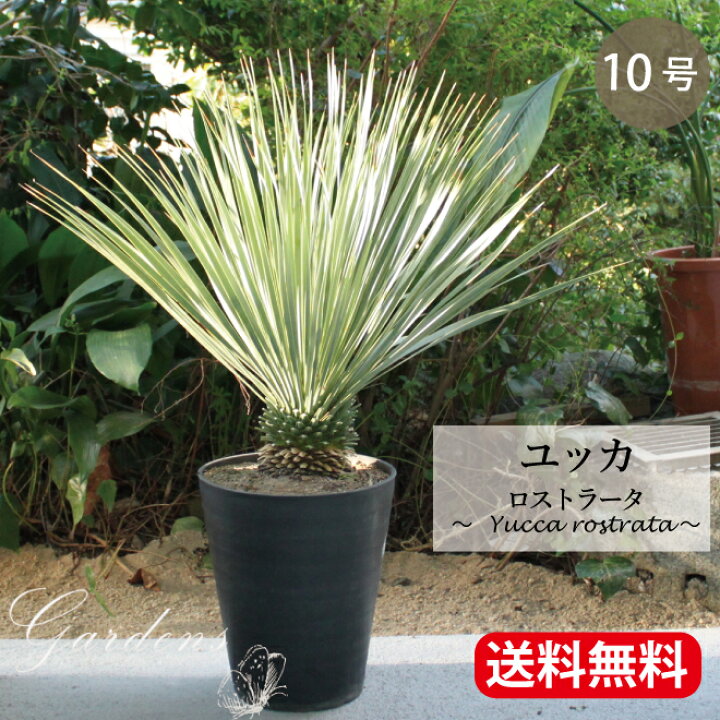 楽天市場】ユッカ 『 ロストラータ 』 Yucca rostrata 10号 10寸 苗 