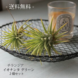 チランジア イオナンタ グリーン 2個セット ｜　開花時期　開花　エアプランツ | 観葉植物 | インドアングリーン　苗 インテリア おしゃれ 男前　カッコイイ 【送料無料】