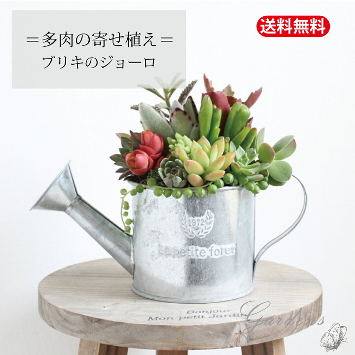 楽天市場】多肉植物 寄せ植え 多肉植物 寄せ植え 多肉の寄せ植え 植物 