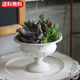 多肉植物 寄せ植え 多肉の寄せ植え 「 ココアイムスカップ 」　鉢植え　シャビ—　多肉植物 多肉 セット おうち時間 アンティーク調　インドアグリーン 観葉植物 ミニサイズ 　【送料無料】　多肉寄せ植え手作り 多肉植物 セット 多肉植物 鉢