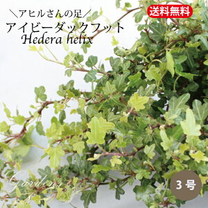 y1聚Gg[Ł{P10{MAX10N[|zACr[@_bNtbg c 3@3-6POT v wf@OhJo[ ԕc Zbg  ACr[ c |bgc 鐫 CeAO[