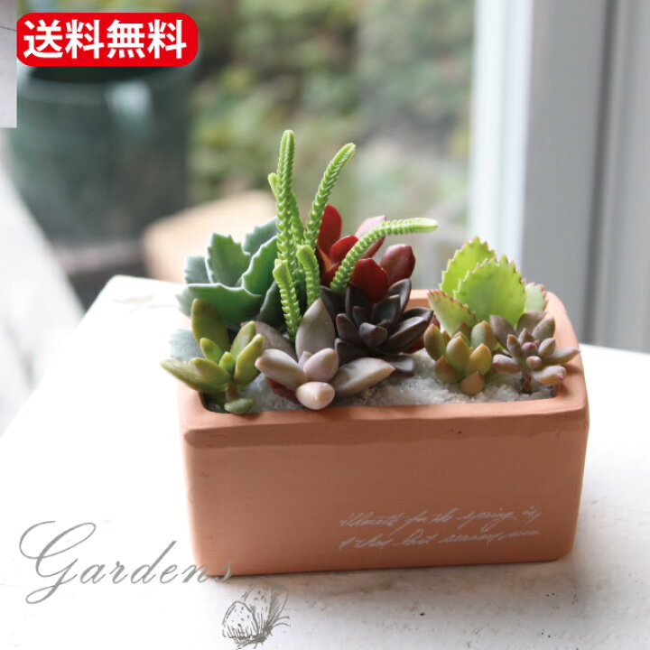 楽天市場】多肉植物 寄せ植え 多肉 『 素焼き 多肉の寄せ植え 1個 ～3 