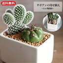 【エントリー＆買い回りで店内全品MAX P10倍＆クーポン！】「サボテン 寄せ植え」プチギフト ママ友 陶器鉢 鉢付 インテリア ミニ さぼてん 多肉 苗　観葉植物 さぼてん グリーン saboten シンプル　鉢　白オフィス デスク 育て方 簡単