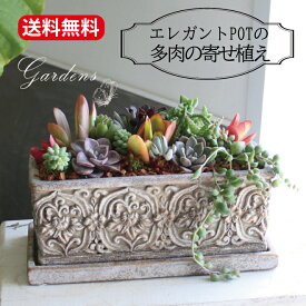 多肉植物 寄せ植え 多肉の寄せ植え　エレガントポットの寄せ植え 　鉢植え　シャビ―　多肉植物 多肉 セット おうち時間 アンティーク調　インドアグリーン 観葉植物 　【送料無料】　多肉寄せ植え手作り