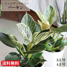 【マラソン期間限定★エントリーでP10倍+MAX10％OFFクーポン】バーキン　　フィロデンドロン・バーキン　　4.5号　/　3.5号　　斑入り　美しい葉模様　【送料無料】