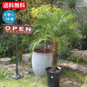 y}\ԁGg[P10{MAX10N[|ztFjbNX@xj[@VmEV@5@7@8@10@Phoenix roebelenii c ϗtA V̖؁@썑@zj JXj Vz