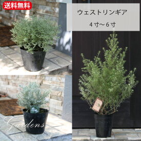 グランドカバー　常緑　「　ウェストリンギア モーニングライト　・　スモーキーホワイト　・　ライムライト　」　3〜6.0号　3〜6.0寸　1本仕立て　オーストラリアンローズマリー　シルバー 　苗　低木 庭木　花木 【送料無料】　常緑