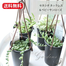 セネシオ ★吊り鉢★ グリーンネックレス アーモンドネックレス ピーチネックレス ベビーサンローズ 1POT 多肉　観葉植物 2.5号 2.5寸 多肉植物 インドアグリーン 苗 観葉植物　寄せ植え 多肉 かわいい