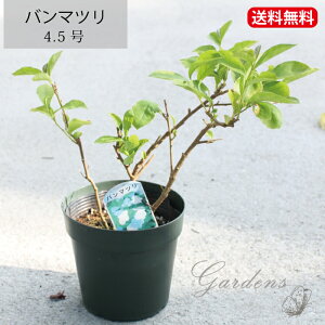 o}c jICo}c ΂܂ 4.5 4.5 ԕc K[fjO ϗtA 񂹐Ayz