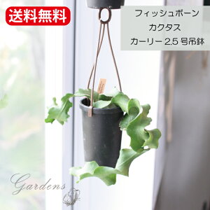 tBbV{[ ϗtA JN^X GstBEAOK[EJ[[2.5ݔ nMO T{e gQȂ A ݂艺  ݂邷   A  JN^X GstB