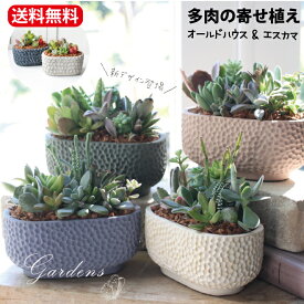 敬老の日 父の日 母の日 多肉 母の日 ギフト 多肉植物 「 多肉の寄せ植え　スアベ ミニ・スアベ オーバル 」 1POT オーバル 鉢植え　多肉植物 寄せ植え 陶器 多肉植物 苗 多肉 インドアグリーン 観葉植物 ミニサイズ
