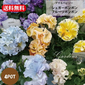 フリル パンジー 苗 フリル 咲き パンジー パンジー フリル 『 フルーツ　ボンボン　・シュガー　ボンボン』 苗 4ポットセット 3.5号苗 3.5寸 花苗 フリル　レインボーシェード　ゴージャス　寄せ植え　花壇【送料無料】
