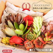 楽天市場】セダム セットの通販