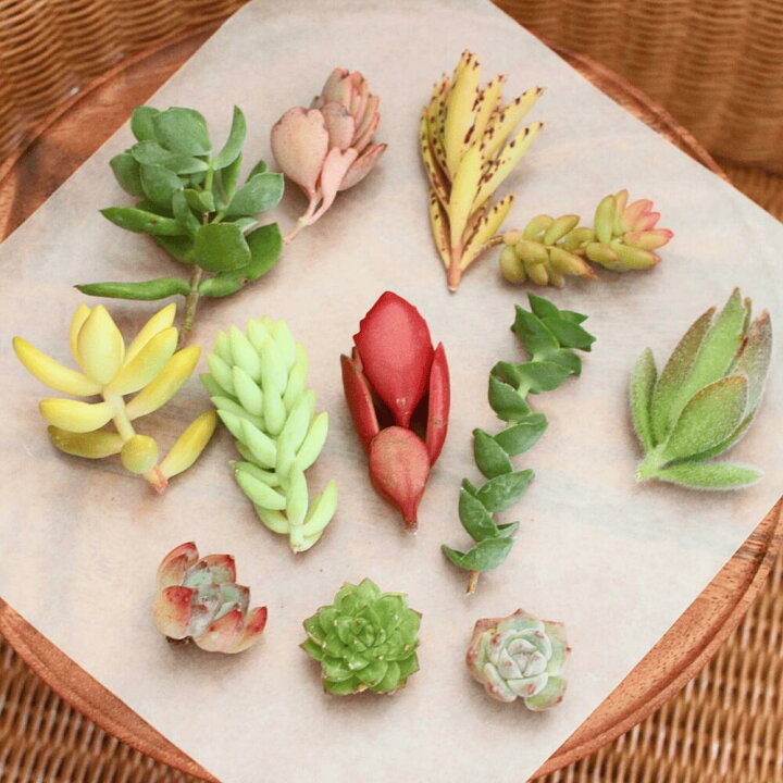 楽天市場】多肉植物 寄せ植え 福袋 カット 苗 「12個セット 