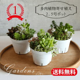 多肉植物 寄せ植え 「多肉植物 鉢 多肉の寄せ植え 2.5号 1ポット」 多肉植物 セット 苗 多肉 セット おうち時間 インドアグリーン 観葉植物 ミニサイズ お得 花育 【送料無料】