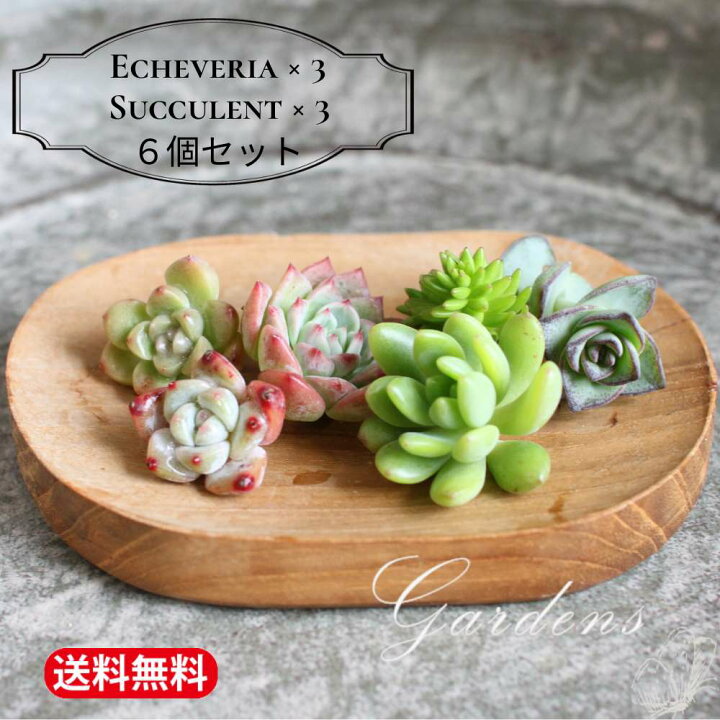 楽天市場】多肉植物 カット 苗 「はじめてさんの多肉便6個セット 