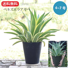アガベ ベネズエラアガベ　デスメッティアナ アメリカーナ リュウゼツラン科 AgavaceaeAgave desmettiana ベネズエラアガベ　多肉植物 インドアグリーン 苗 観葉植物 引っ越し祝い 開店祝い 新築祝い プレゼント 贈り物 7号 育て易い 小型 乾燥に強い　男前　カッコイイ