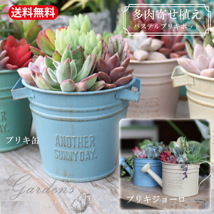 楽天市場】【エントリーで＋P5倍＆MAX10％OFFクーポン】多肉植物 寄せ 