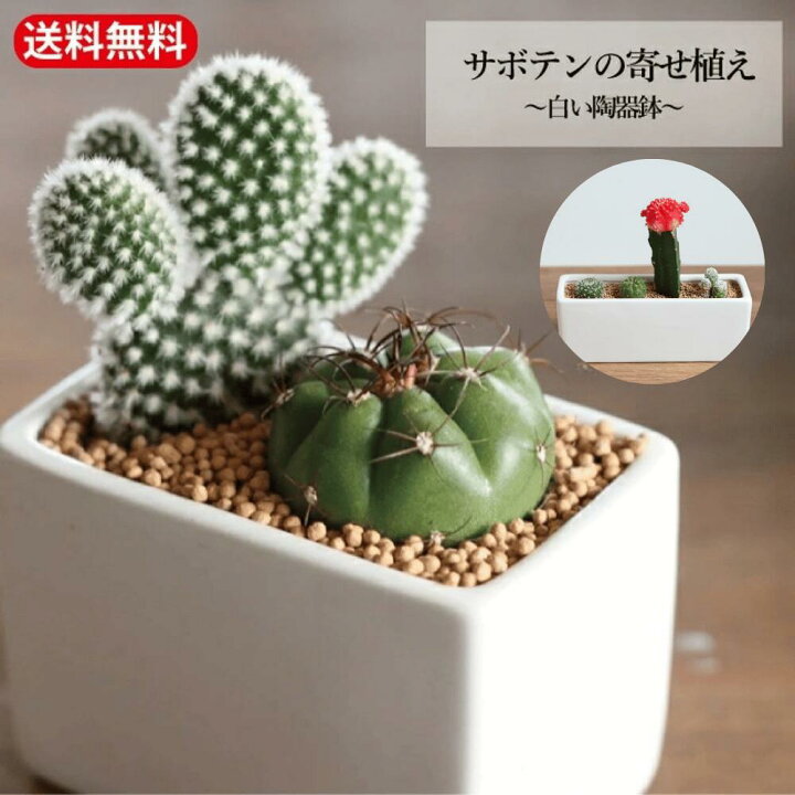 楽天市場】【エントリーで＋P5倍＆MAX10％OFFクーポン】「サボテン 