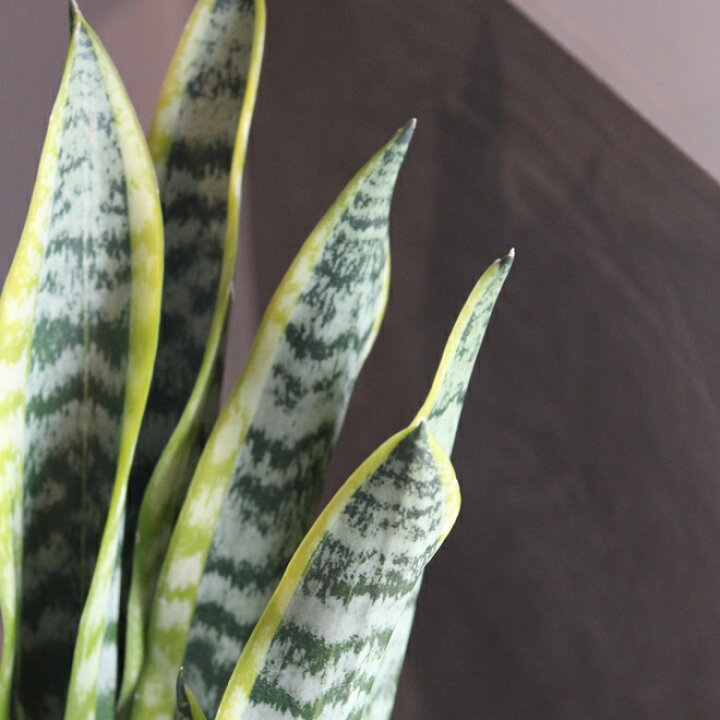 楽天市場 サンスベリア ローレンチ 3 5寸 空気清浄 空気清浄効果 苗 観葉植物 インドアングリーン インテリア おしゃれ フクリンチトセラン 送料無料 おしゃれ 育てやすい マイナスイオン 在宅ワーク おうち時間 Gardens ガーデンズ