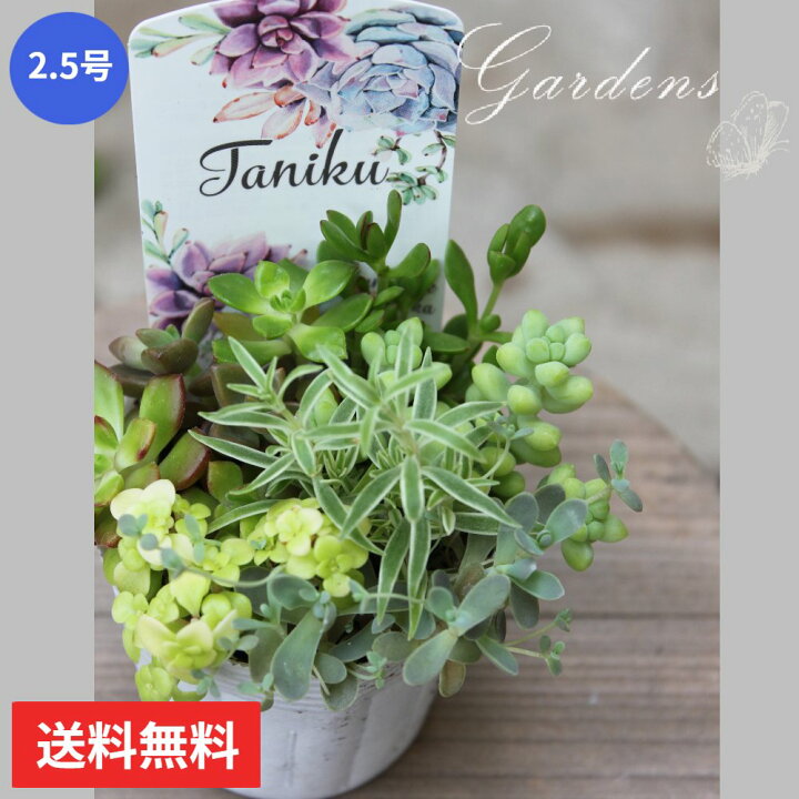 楽天市場 多肉植物 寄せ植え 多肉の寄せ植え 2 5号ポット 多肉植物 苗 多肉 セット おうち時間 インドアグリーン 観葉植物 ミニサイズ お得 花育 送料無料 Gardens ガーデンズ