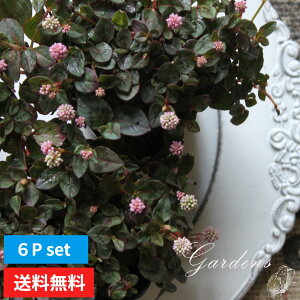 夏 花 多年草 苗の人気商品 通販 価格比較 価格 Com 夏 花 多年草 苗の人気商品 通販 価格比較 価格 Com