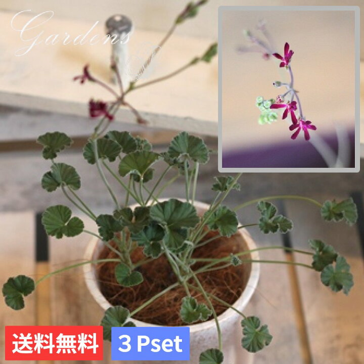 楽天市場 ペラルゴニウム シドイデス 3 5号 3 5寸 3ポットセット 苗 イングリッシュ ゼラニウム 宿根草 花苗 乾燥 暑さに強い 耐暑性 夏 多年草 送料無料 夏花苗 Gardens ガーデンズ