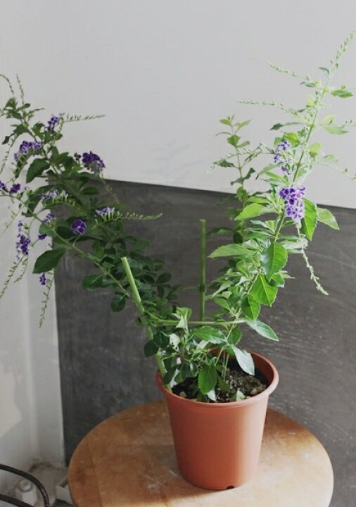 楽天市場 デュランタ タカラヅカ 宝塚 鉢植え 苗 5号 5寸 耐暑性 花苗 常緑 低木 送料無料 Gardens ガーデンズ
