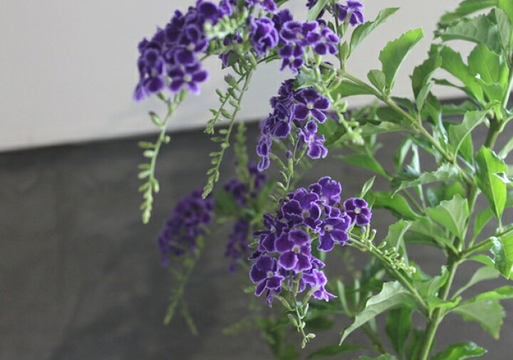 楽天市場 デュランタ タカラヅカ 宝塚 鉢植え 苗 5号 5寸 耐暑性 花苗 常緑 低木 送料無料 Gardens ガーデンズ