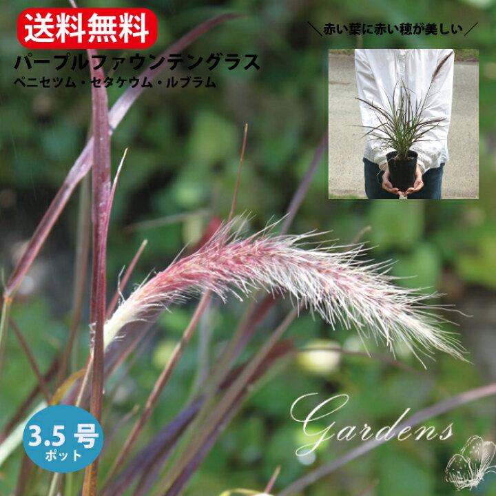 楽天市場 ペニセツム セタケウム ルブラム パープルファウンテングラス ペニセタム 苗 3 5号 3 5寸 1ポット 宿根草 グラス アクセント 寄せ植え 花壇 花苗 耐暑性 夏 多年草 送料無料 Gardens ガーデンズ