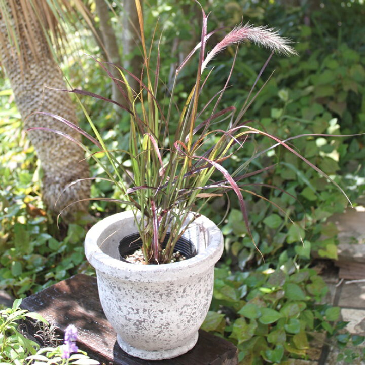 楽天市場 ペニセツム セタケウム ルブラム パープルファウンテングラス ペニセタム 苗 3 5号 3 5寸 1ポット 宿根草 グラス アクセント 寄せ植え 花壇 花苗 耐暑性 夏 多年草 送料無料 Gardens ガーデンズ