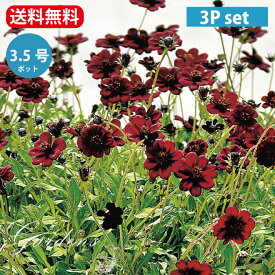 楽天市場 コスモス 苗の通販
