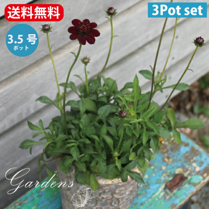 楽天市場 チョコレートコスモス チョコモカ 苗 3ポットセット 3 5号 3 5寸 キク科 宿根草 花苗 耐暑性 夏 秋 春 花壇 寄せ植え 多年草 送料無料 Gardens ガーデンズ 楽天市場 チョコレートコスモス チョコモカ 苗 3ポットセット 3 5号 3 5寸 キク科 宿根草 花苗 耐暑性 夏 秋 春 花壇 寄せ植え 多年草 送料無料 Gardens ガーデンズ