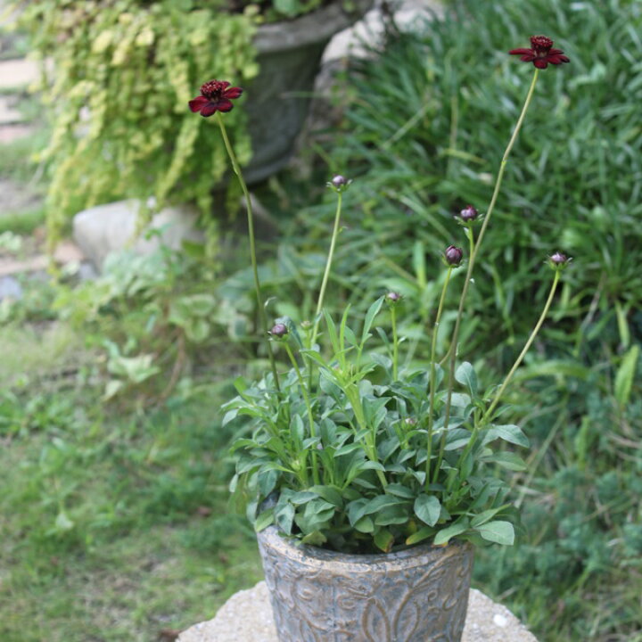 楽天市場 チョコレートコスモス チョコモカ 苗 ３ポットセット 3 5号 3 5寸 キク科 宿根草 花苗 耐暑性 夏 秋 春 花壇 寄せ植え 多年草 送料無料 Gardens ガーデンズ