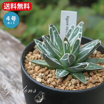 楽天市場】アガベ（種類（植物）サンスベリア）（観葉植物｜花・観葉 