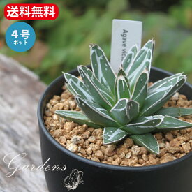 ＼6/1限定！抽選で100％ポイントバック／アガベ ササノユキ　笹の雪 Agave victoriae reginae　多肉植物 インドアグリーン 苗 観葉植物 引っ越し祝い 開店祝い 新築祝い プレゼント 贈り物 4号　【送料無料】育て易い 小型 乾燥に強い SSpl 男前　カッコイイ