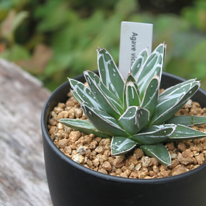 楽天市場 アガベ ササノユキ 笹の雪 Agave Victoriae Reginae 多肉植物 インドアグリーン 苗 観葉植物 引っ越し祝い 開店祝い 新築祝い プレゼント 贈り物 4号 送料無料 育て易い 小型 乾燥に強い Gardens ガーデンズ