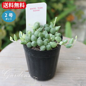 楽天市場 グリーンネックレス 観葉植物 花 観葉植物 花 ガーデン Diyの通販