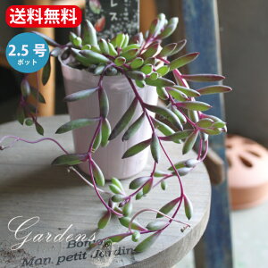 A ZlVI r[lbNX 2PZbg 2.5`3.5 2.5`3.5  O[lbNX  NX}X K[fjO ϗtA ChAO[ 񂹐A LN ZlLI ΂鐫 