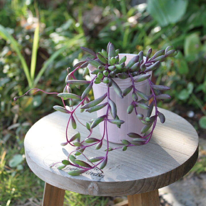 楽天市場 セネシオ ルビーネックレス 2pセット 3 5寸 3 5号 紫 グリーンネックレス 実 クリスマス 花苗 ガーデニング 観葉植物 インドア グリーン 寄せ植え キク科 セネキオ属 常緑つる性 多肉植物 送料無料 夏花苗 Gardens ガーデンズ