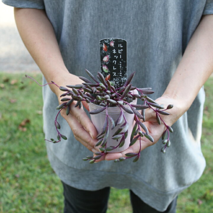 楽天市場 セネシオ ルビーネックレス 2pセット 3 5寸 3 5号 紫 グリーンネックレス 実 クリスマス 花苗 ガーデニング 観葉植物 インドア グリーン 寄せ植え キク科 セネキオ属 常緑つる性 多肉植物 送料無料 夏花苗 Gardens ガーデンズ