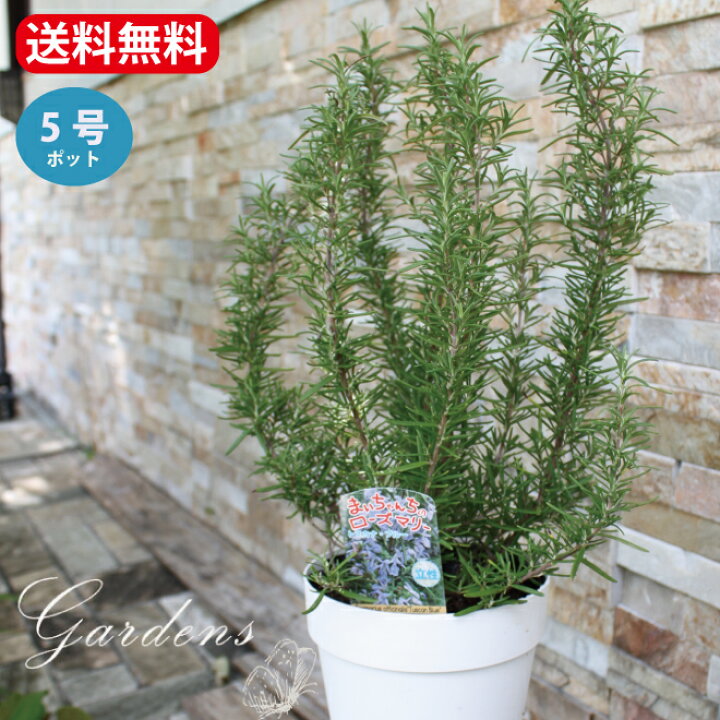 楽天市場 ローズマリー 苗 4 5 5号 4 5 5寸 低木 庭木 花木 ハーブ 料理 アロマ 送料無料 Gardens ガーデンズ 楽天市場 ローズマリー 苗 4 5 5号 4 5 5寸 低木 庭木 花木 ハーブ 料理 アロマ 送料無料 Gardens ガーデンズ