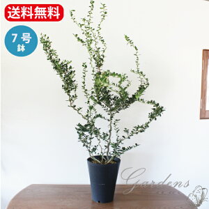 農業資材 ガーデニング用品 庭木 低木の人気商品 通販 価格比較 価格 Com