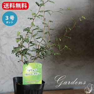 \tH gxCr[ ~NtB@w̖ c 2.5~3 2.5~3 ϗtA   w yz ĉԕc@~j CeA  c CeAO[@jO