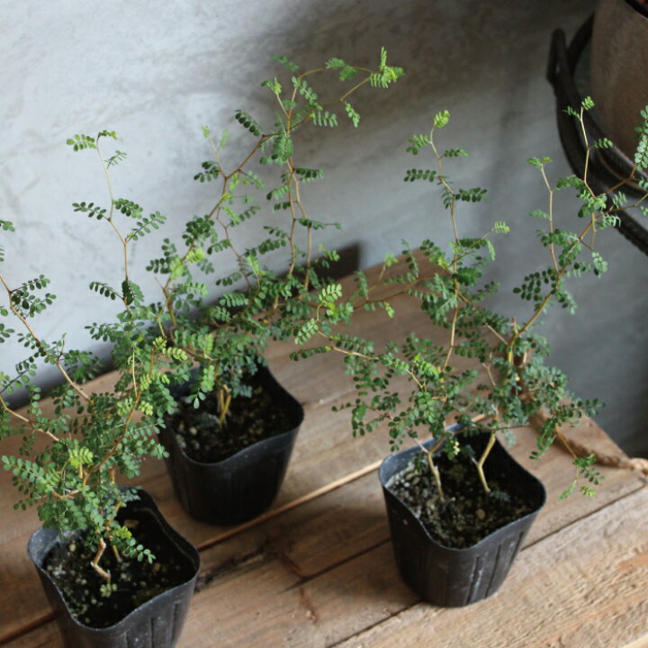 楽天市場】ソフォラ リトルベイビー メルヘンの木 苗 3号 3寸 観葉植物 おしゃれ 可愛い メルヘン 【送料無料】 夏花苗 : GARDENS(ガーデンズ) 楽天市場】ソフォラ リトルベイビー メルヘンの木 苗 3号 3寸 観葉植物 おしゃれ 可愛い メルヘン 【送料無料】 夏花苗 : GARDENS(ガーデンズ)