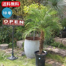 楽天市場 ヤシの木 花 観葉植物 花 ガーデン Diy の通販