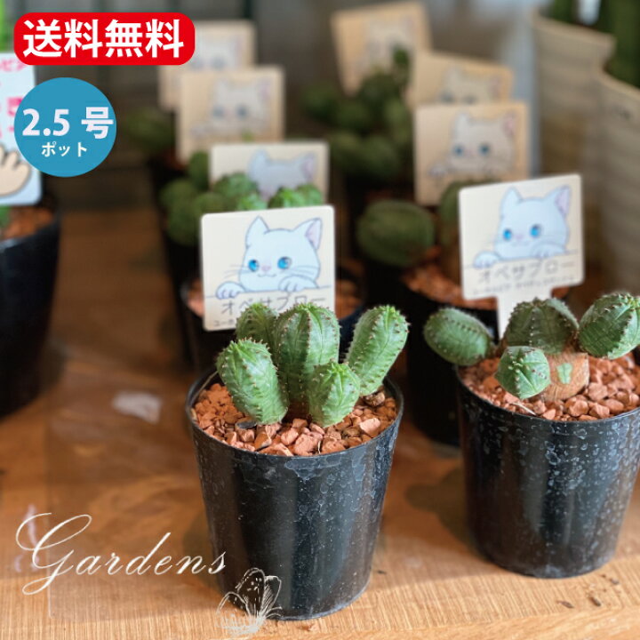 楽天市場 ユーフォルビア オベサブロウ 2 5号 2 5寸 多肉植物 サボテン インドアグリーン 苗 観葉植物 引越祝い 開店祝い 新築祝い プレゼント 贈り物 送料無料 ユーフォルビア オベサ Gardens ガーデンズ