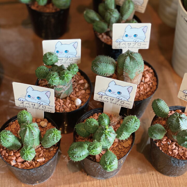 楽天市場 ユーフォルビア オベサブロウ 2 5号 2 5寸 多肉植物 サボテン インドアグリーン 苗 観葉植物 引越祝い 開店祝い 新築祝い プレゼント 贈り物 送料無料 ユーフォルビア オベサ Gardens ガーデンズ
