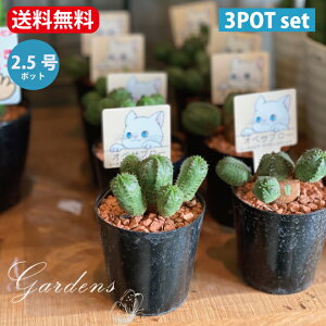 開店祝い サボテンの人気商品 通販 価格比較 価格 Com
