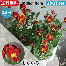 楽天市場 ビオラ ももかの通販